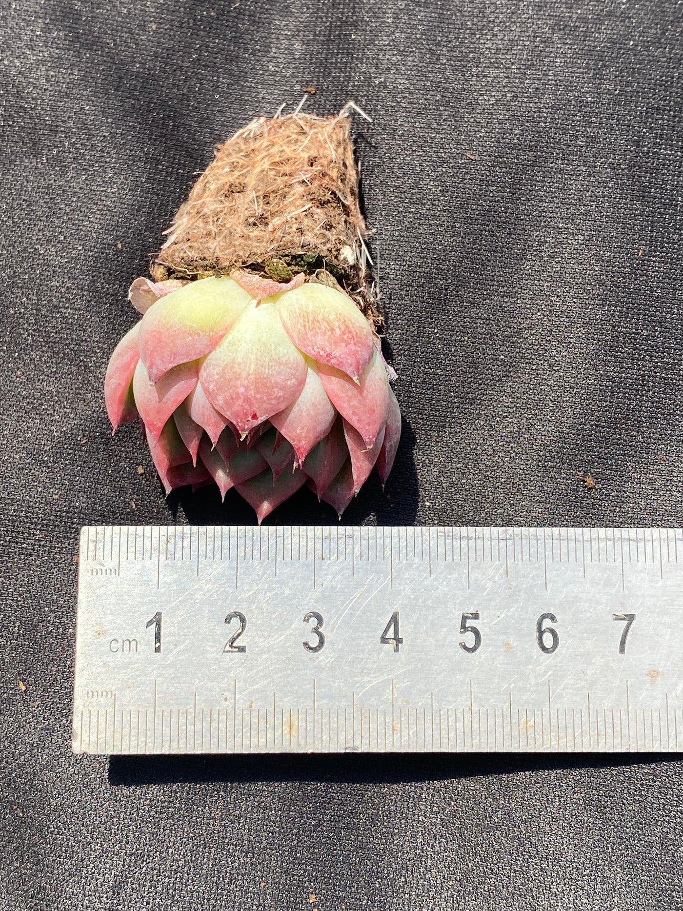 多肉植物 ピンククリスタル 105株セット 品番AB0023