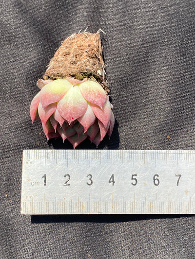 多肉植物 ピンククリスタル 105株セット 品番AB0023