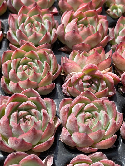 多肉植物 ピンククリスタル 105株セット 品番AB0023