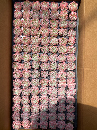 多肉植物 ピンククリスタル 105株セット 品番AB0023