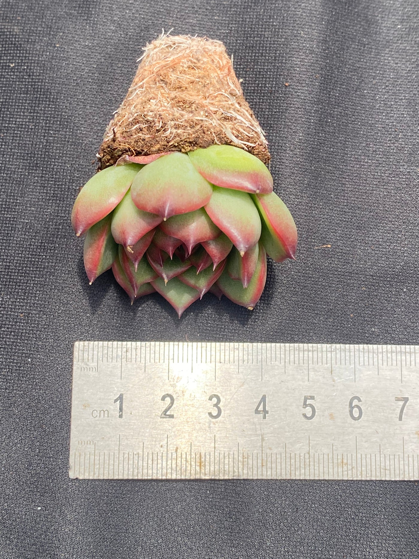 多肉植物 ムーンストーン 72株セット 品番AB0024