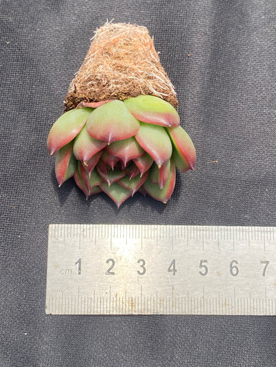 多肉植物 ムーンストーン 72株セット 品番AB0024