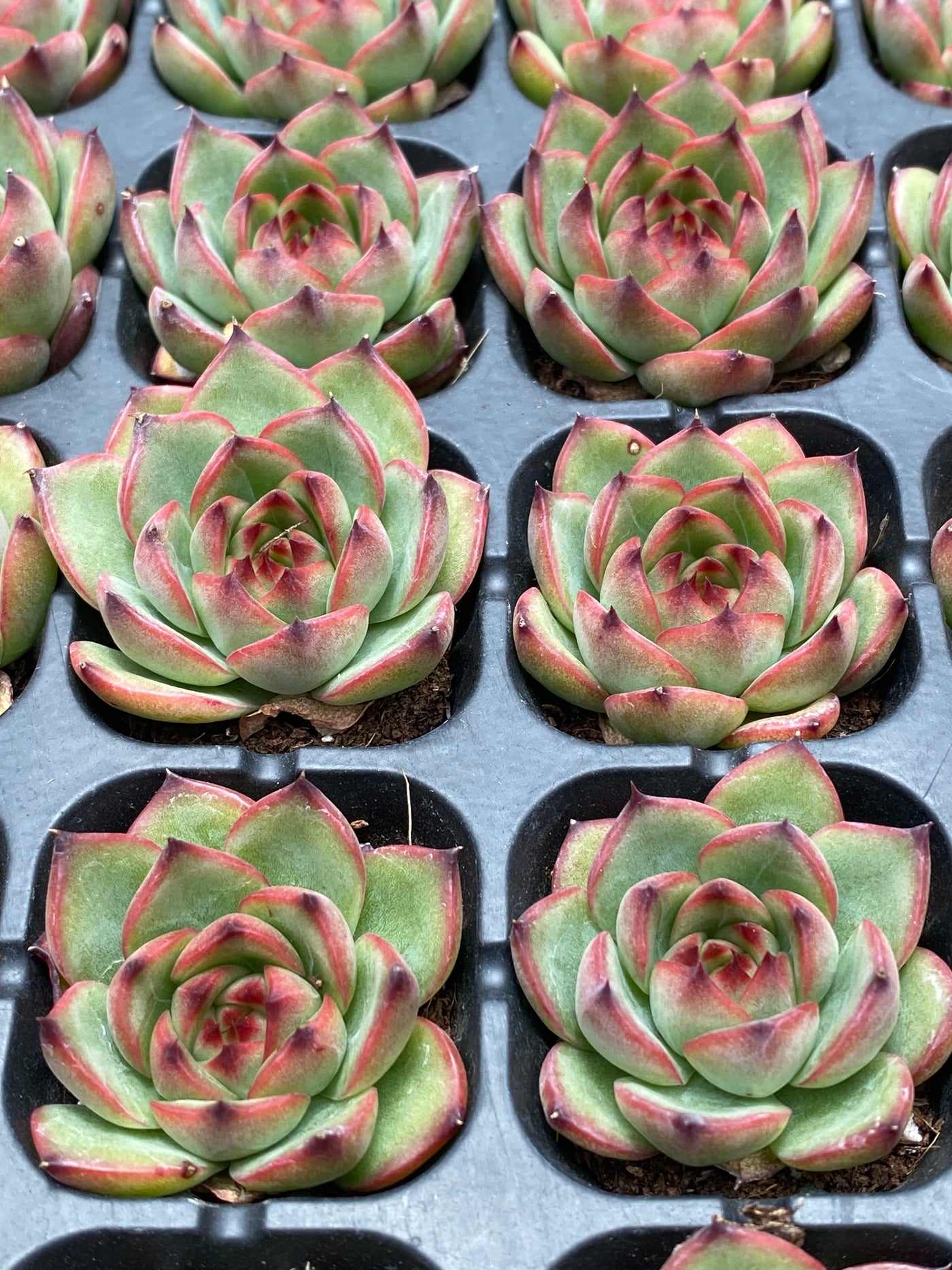 多肉植物 ムーンストーン 72株セット 品番AB0024