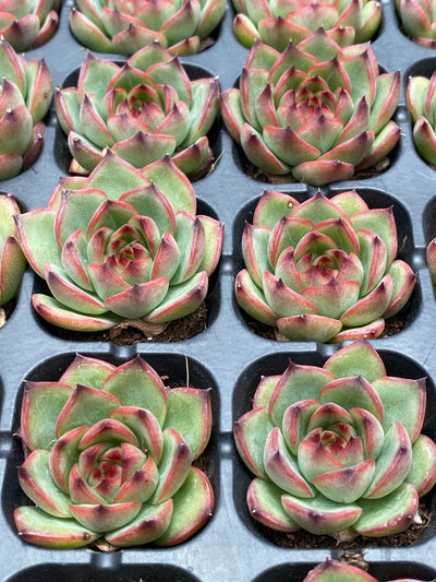 多肉植物 ムーンストーン 72株セット 品番AB0024
