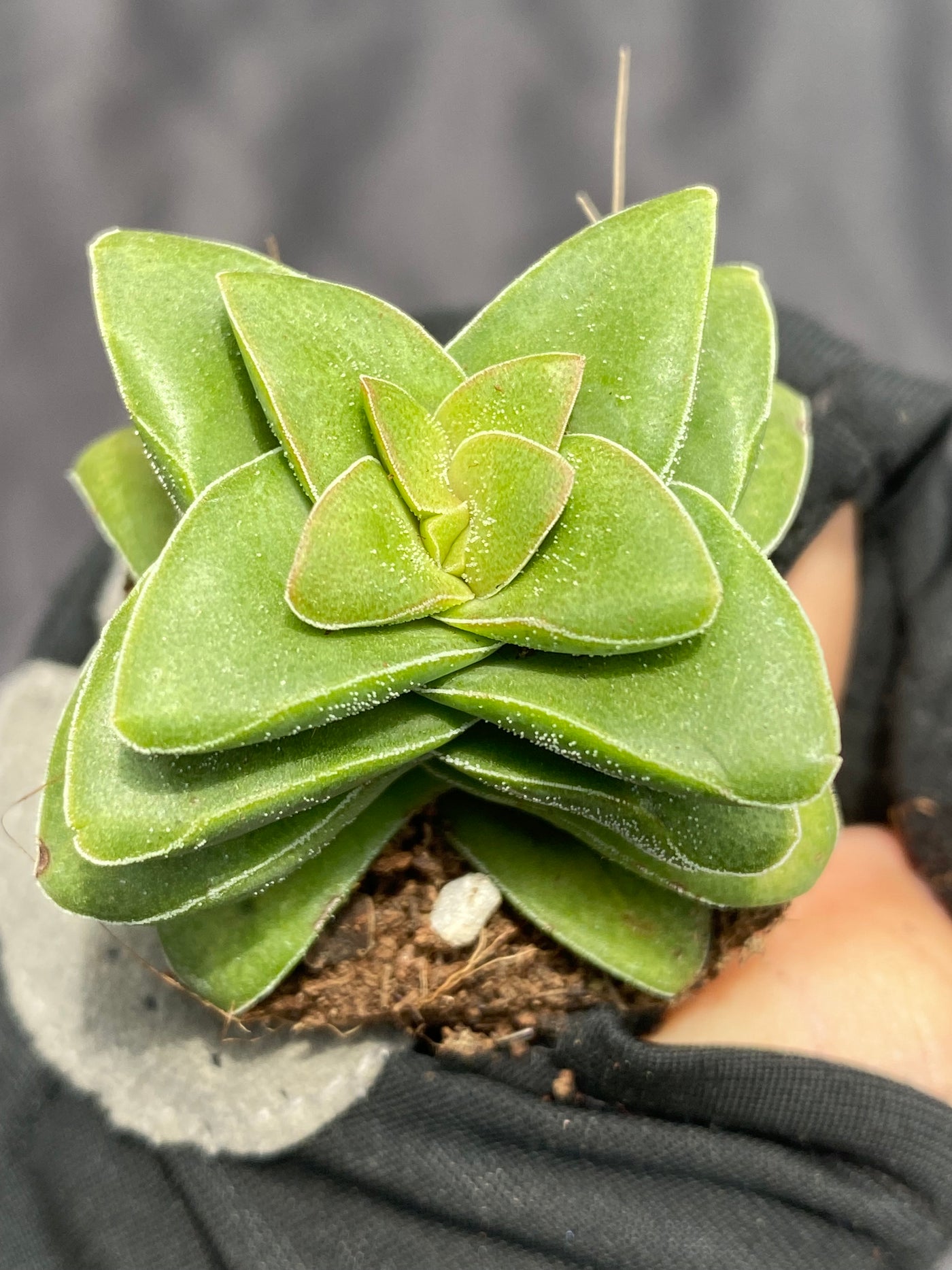 多肉植物 サヨイ 72株セット 品番AB0025