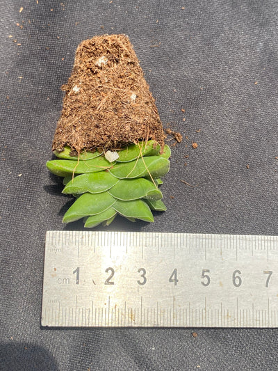多肉植物 サヨイ 72株セット 品番AB0025