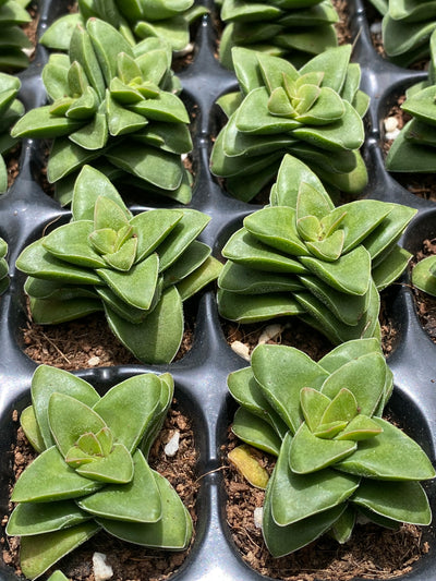 多肉植物 サヨイ 72株セット 品番AB0025