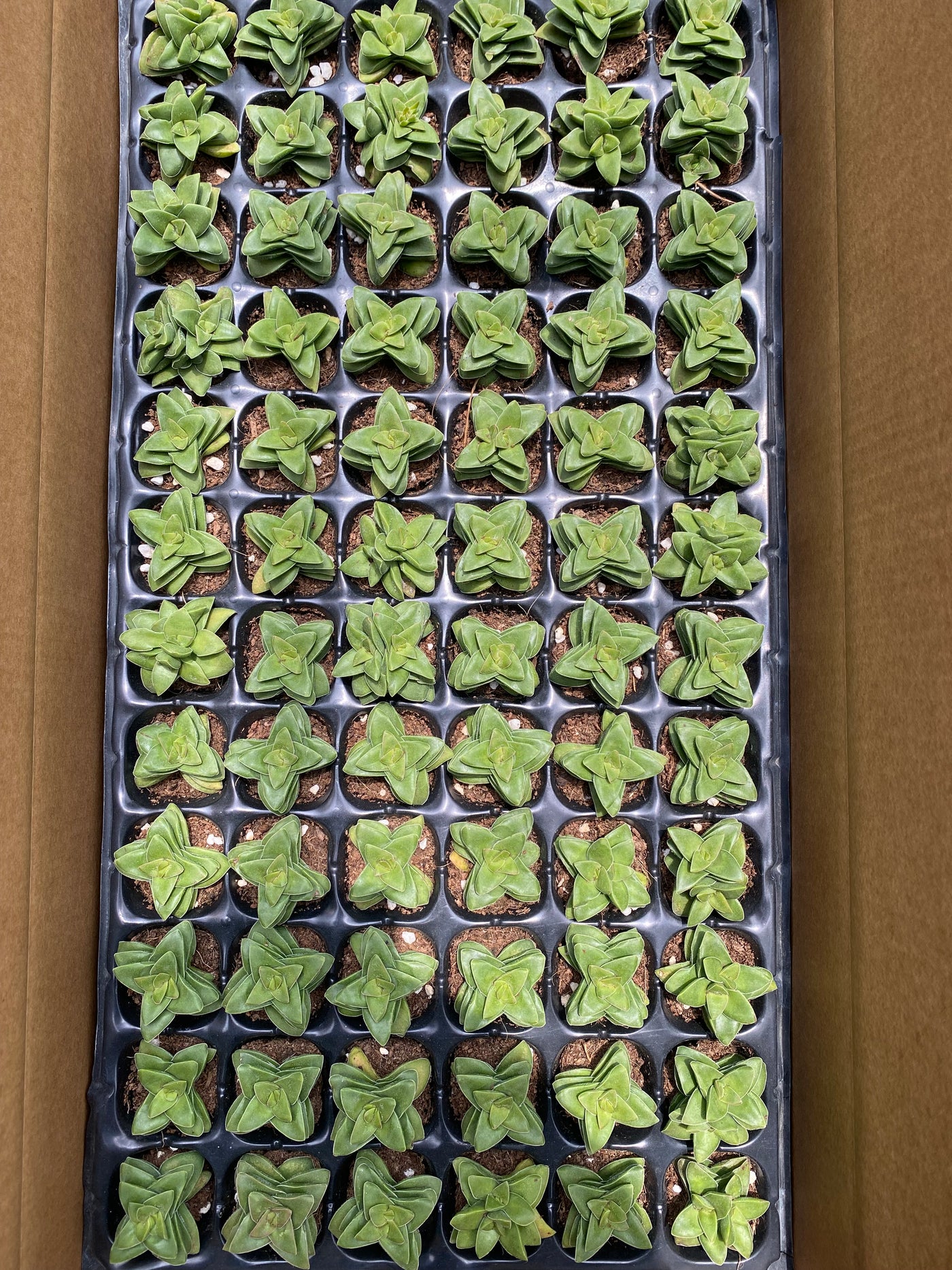 多肉植物 サヨイ 72株セット 品番AB0025