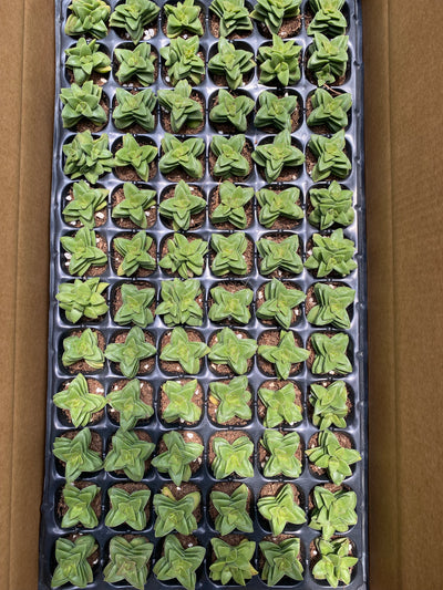 多肉植物 サヨイ 72株セット 品番AB0025