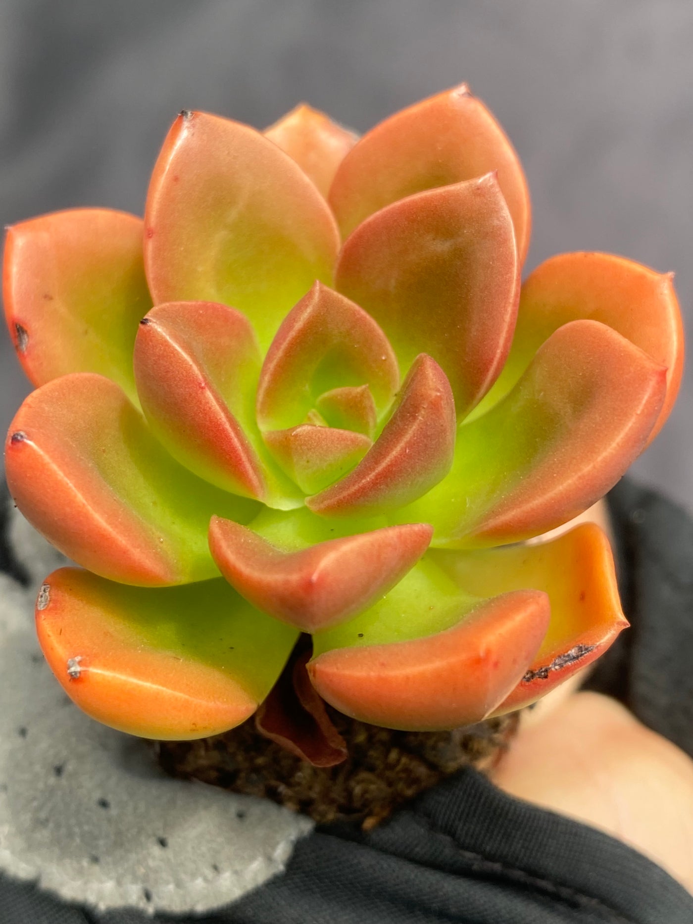 多肉植物 チョコレート 72株セット 品番AB0026