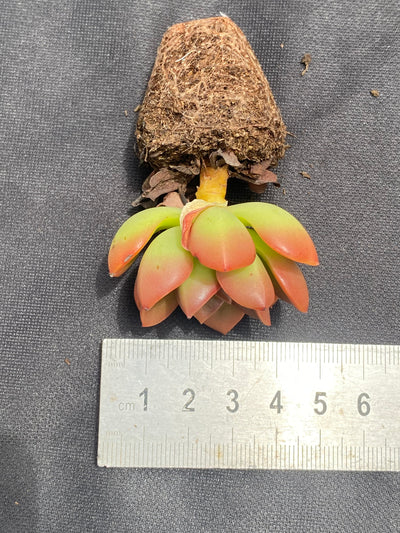 多肉植物 チョコレート 72株セット 品番AB0026