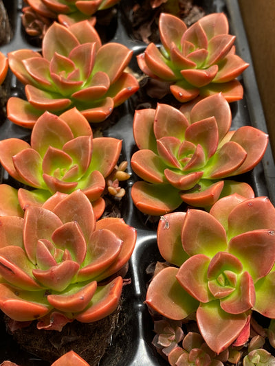 多肉植物 チョコレート 72株セット 品番AB0026