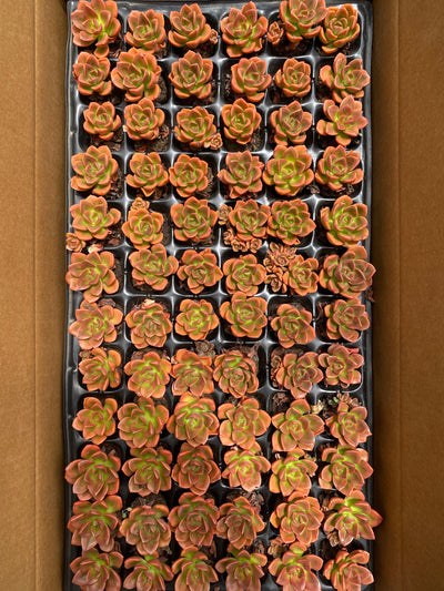 多肉植物 チョコレート 72株セット 品番AB0026