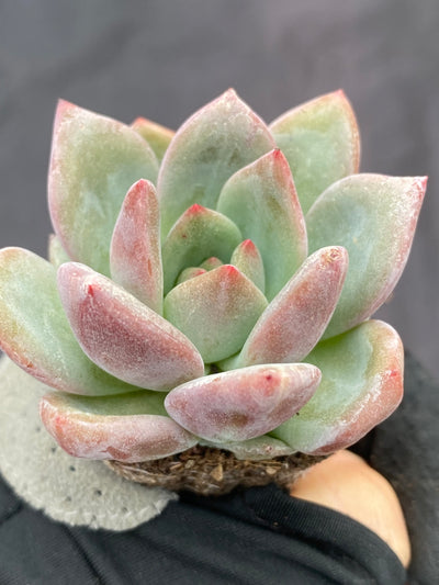 多肉植物 シャンパン 72株セット 品番AB0027