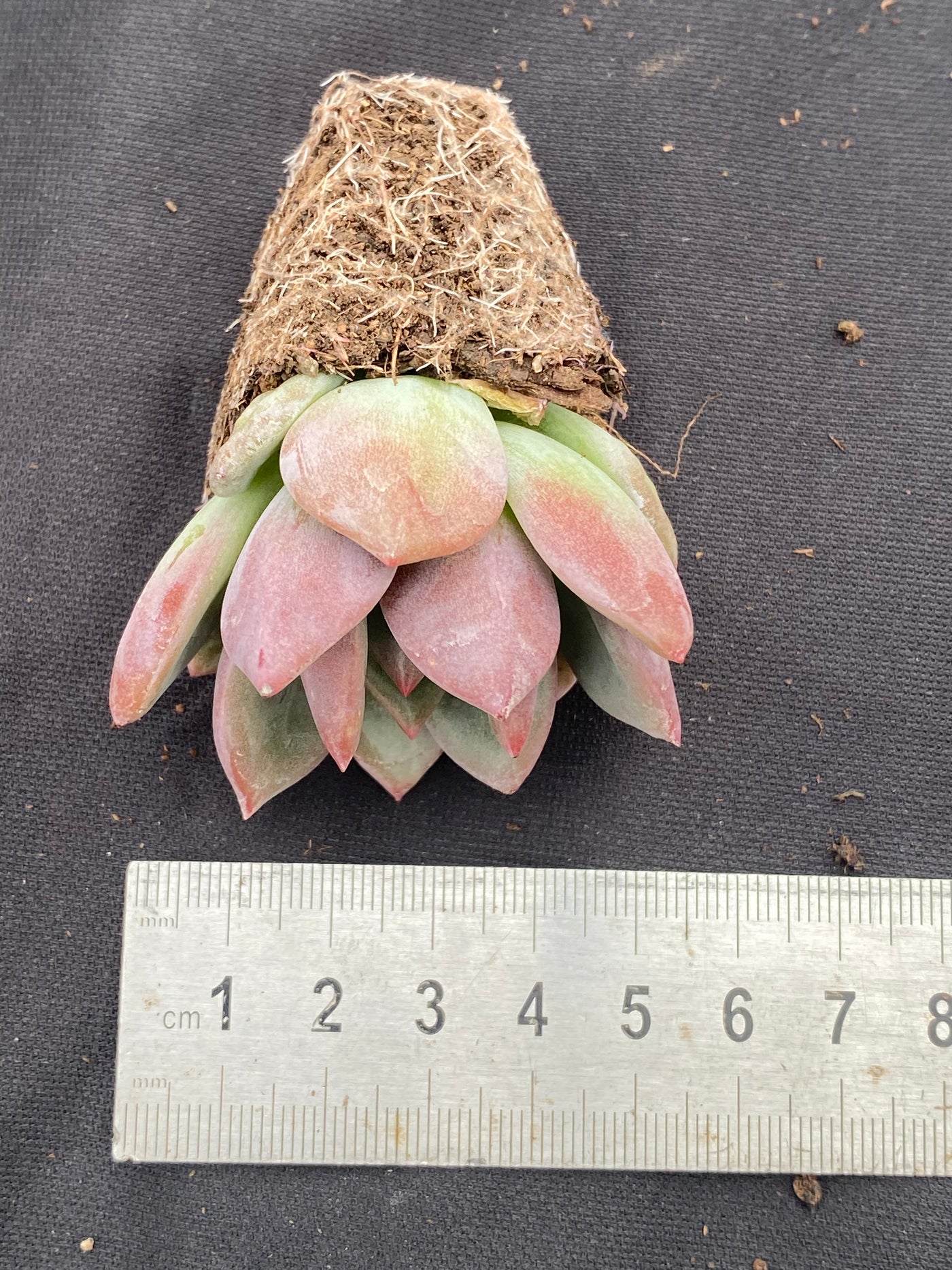 多肉植物 シャンパン 72株セット 品番AB0027