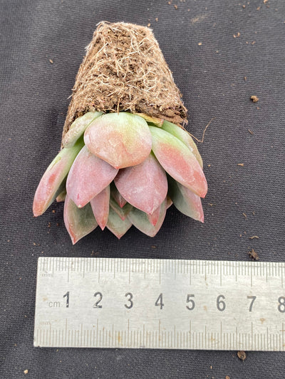 多肉植物 シャンパン 72株セット 品番AB0027