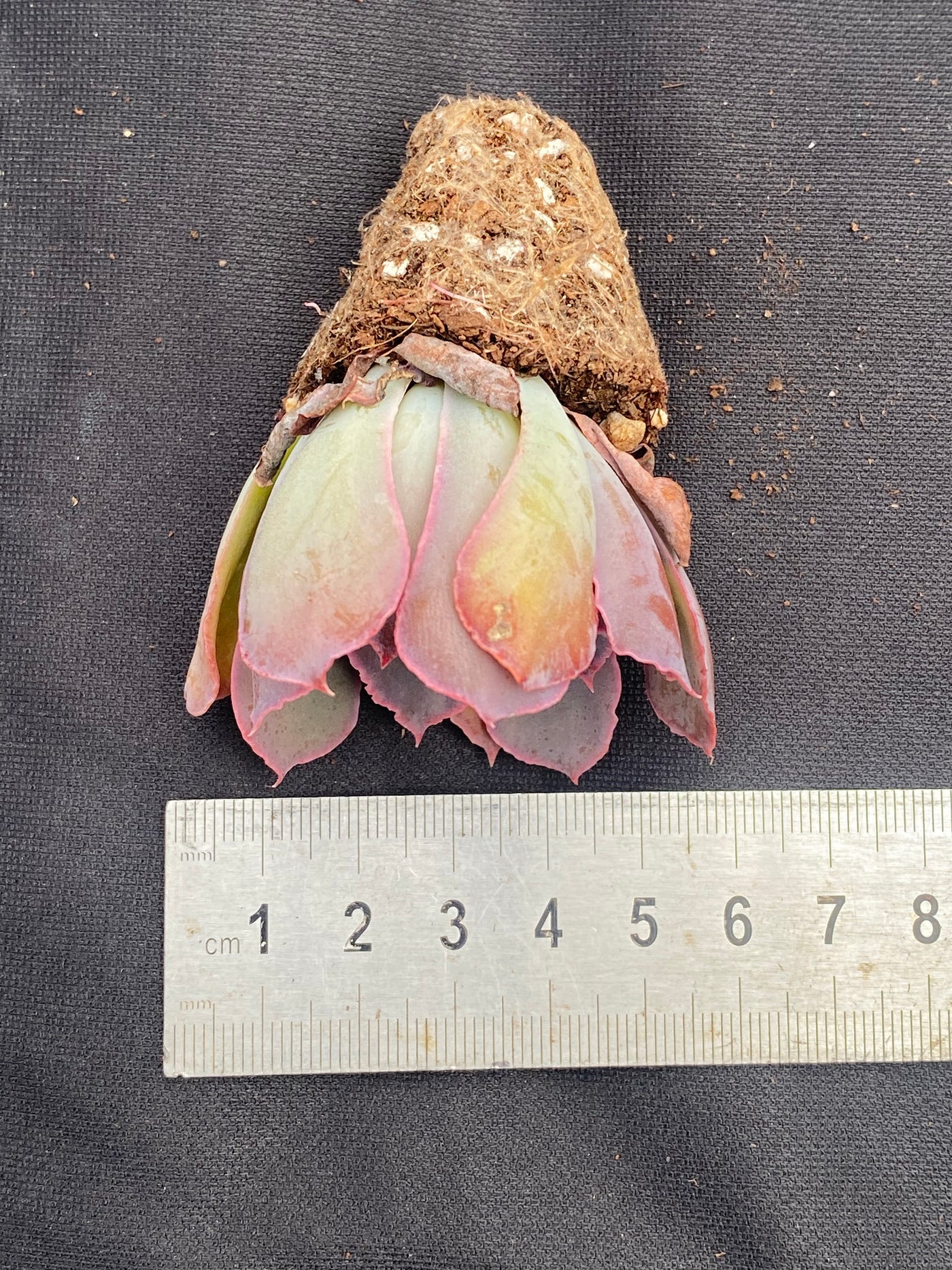 多肉植物 バンカ 72株セット 品番AB0029