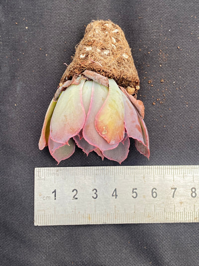 多肉植物 バンカ 72株セット 品番AB0029