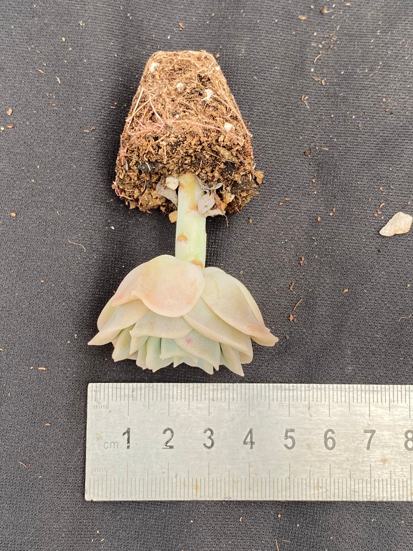 多肉植物 キュートローズ 72株セット 品番AB0030