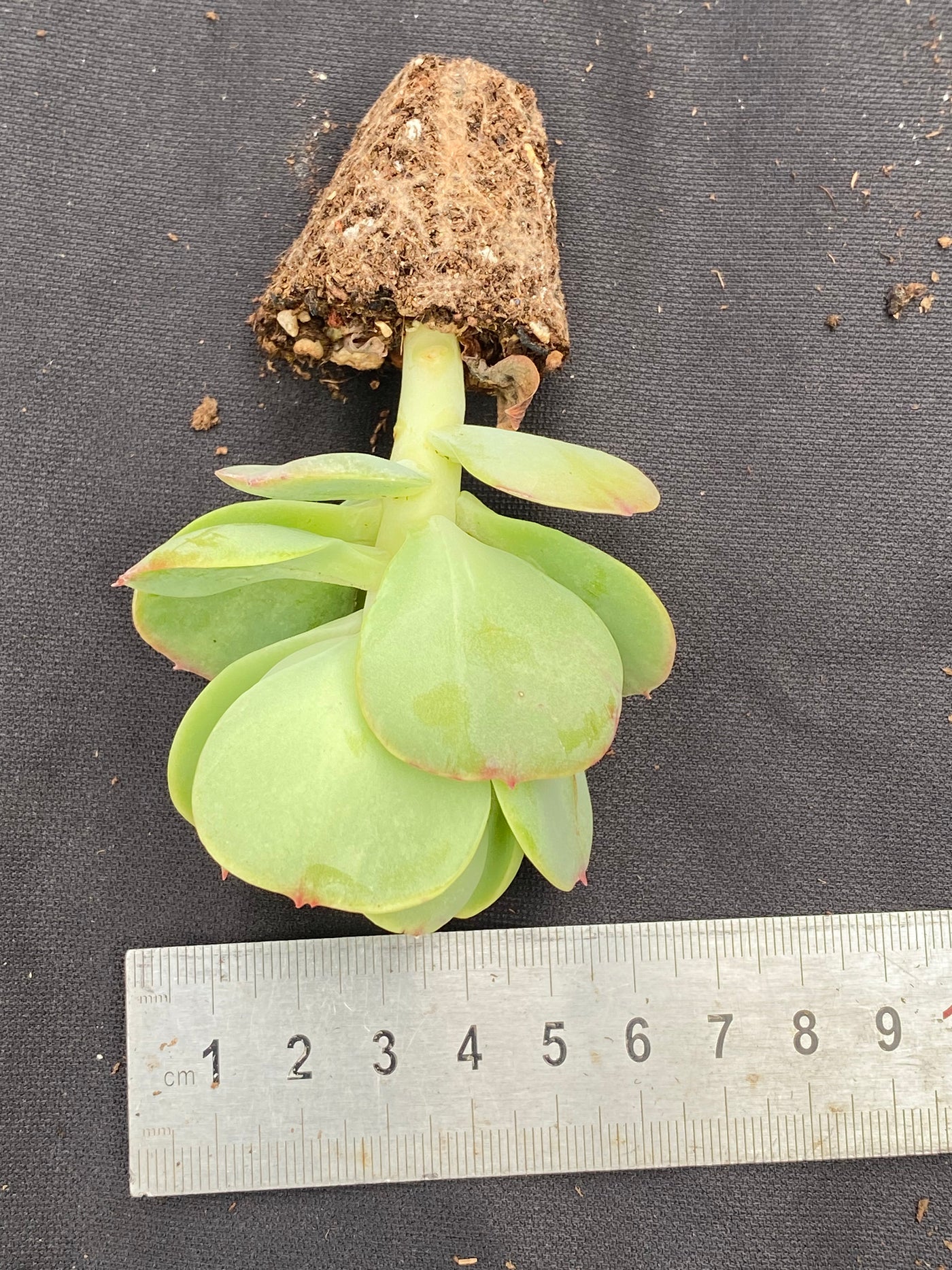 多肉植物 ヒモモ 72株セット 品番AB0031
