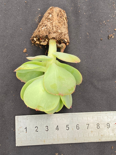 多肉植物 ヒモモ 72株セット 品番AB0031