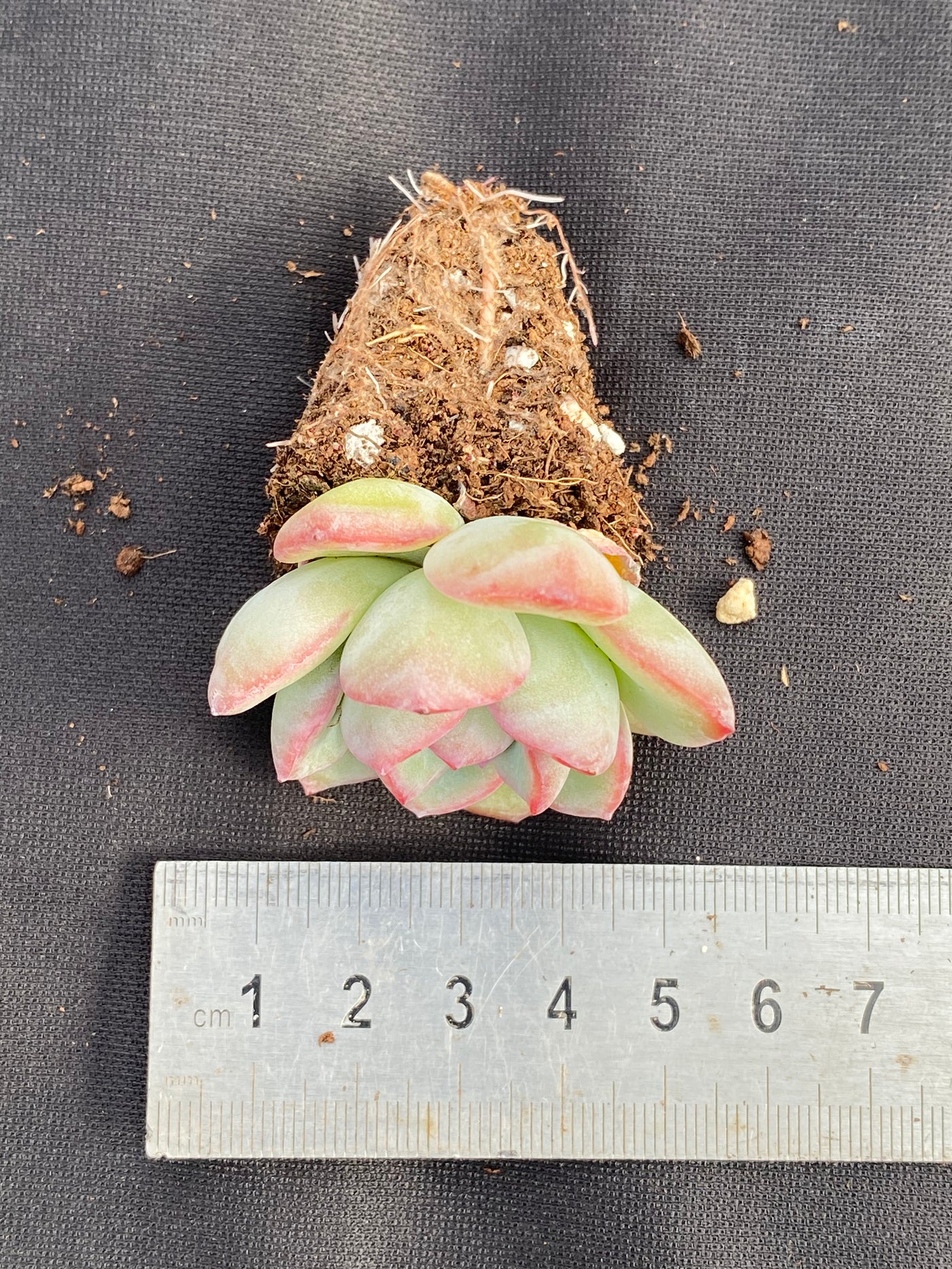 多肉植物 パフ 72株セット 品番AB0032