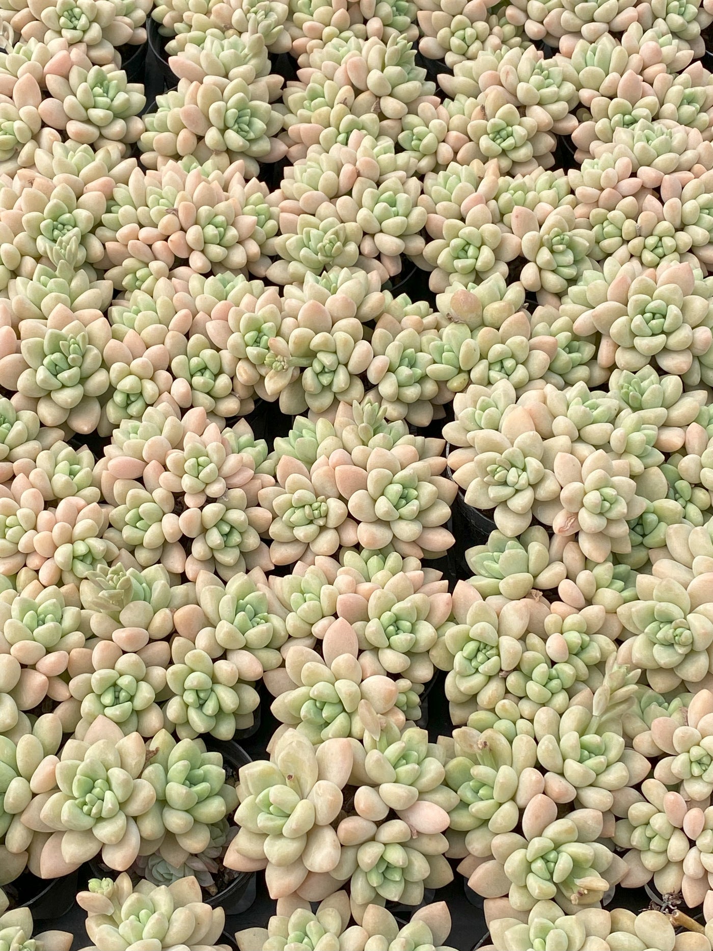 TH636     多肉植物     （28株）セット