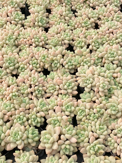TH636     多肉植物     （28株）セット