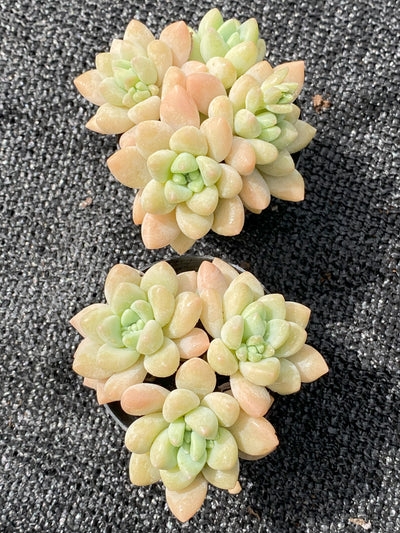 TH636     多肉植物     （28株）セット