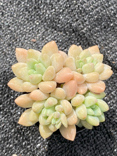 TH636     多肉植物     （28株）セット