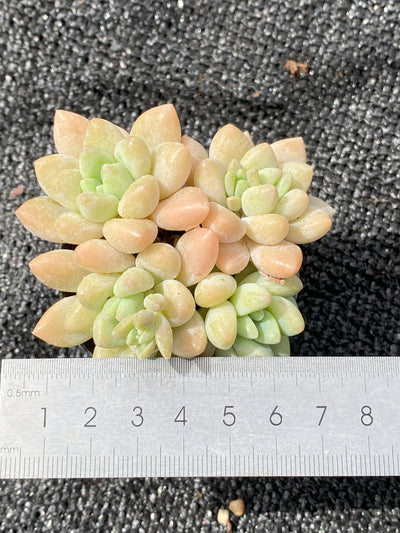 TH636     多肉植物     （28株）セット