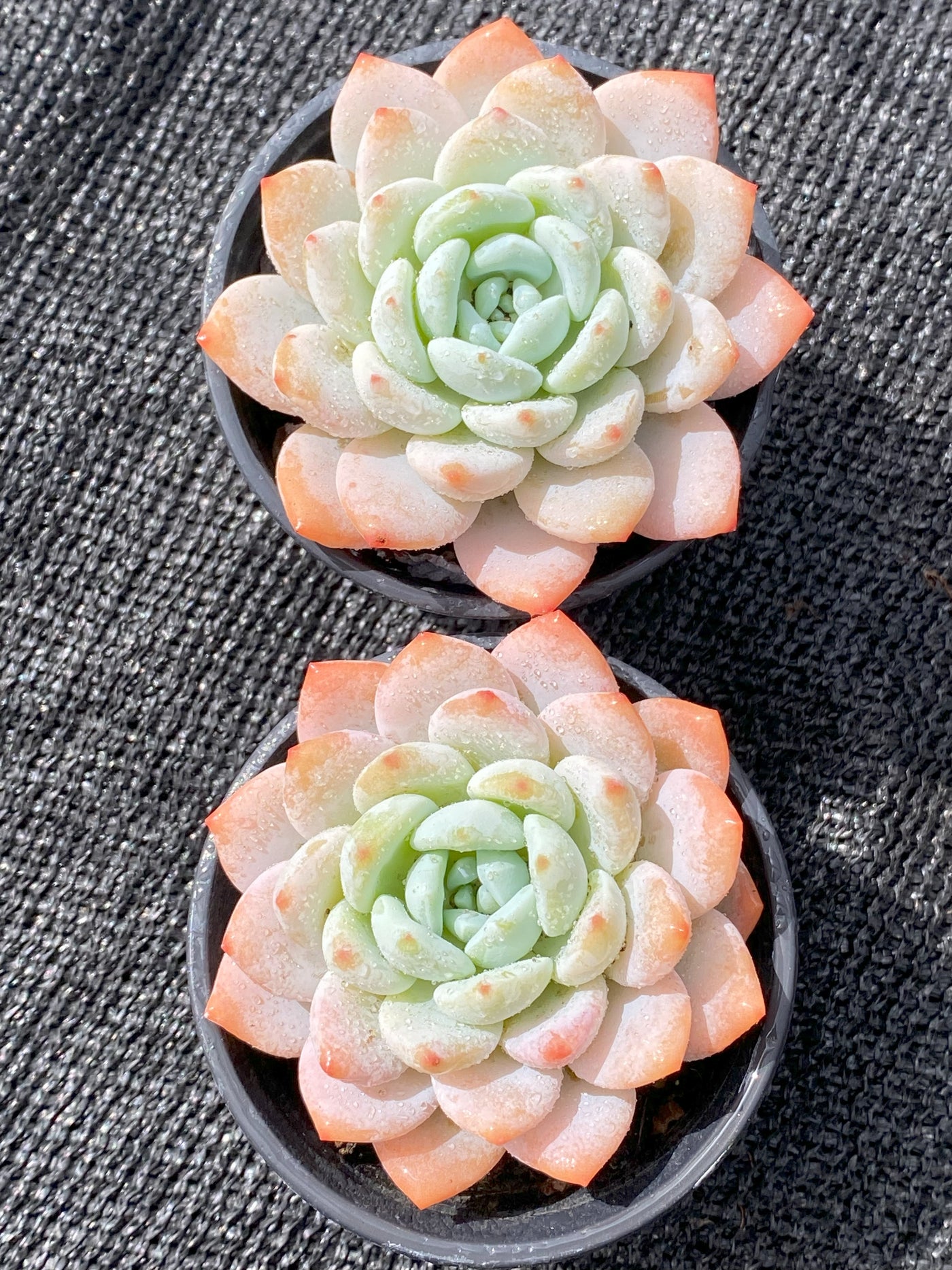 TH648     多肉植物     （35株）セット