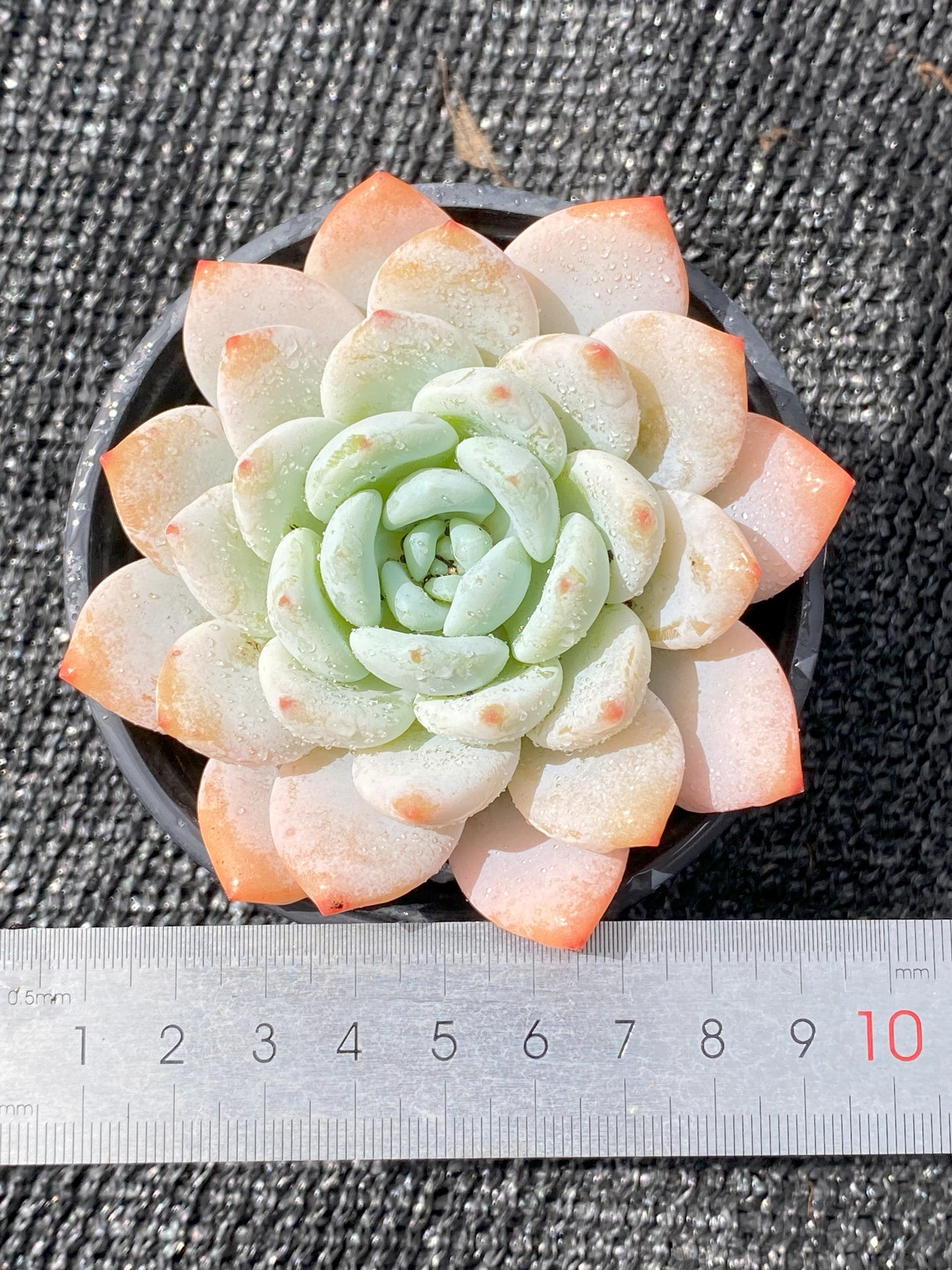 TH648     多肉植物     （35株）セット