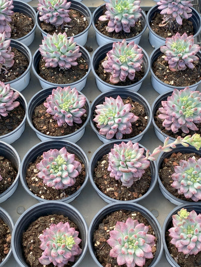 TH657     多肉植物     （30株）セット