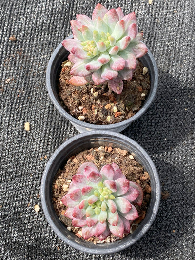 TH657     多肉植物     （30株）セット