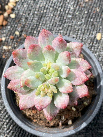 TH657     多肉植物     （30株）セット