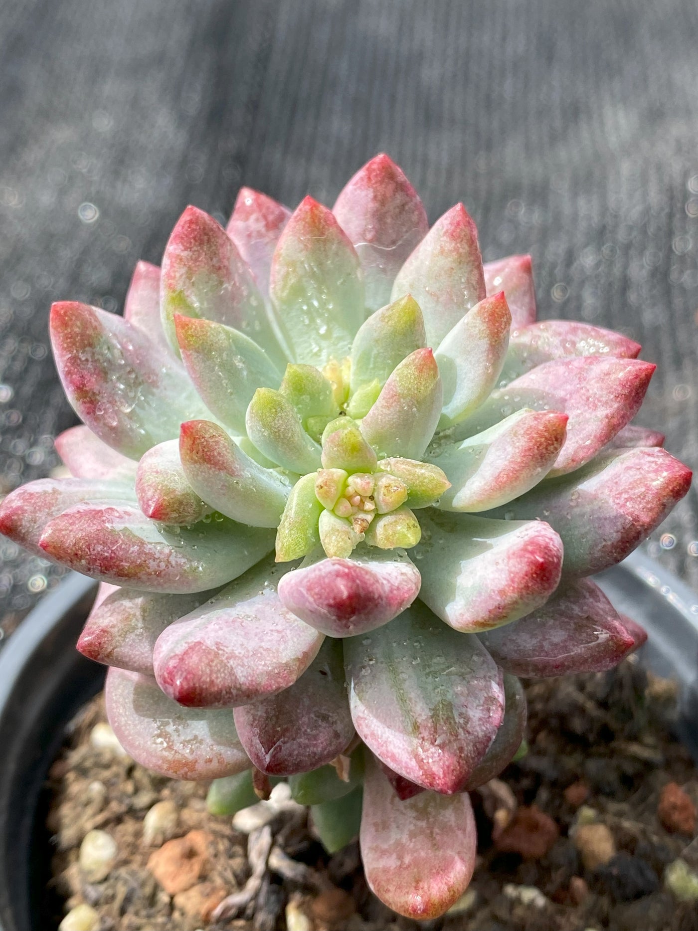 TH657     多肉植物     （30株）セット