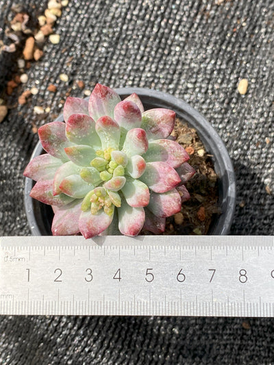 TH657     多肉植物     （30株）セット