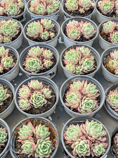 TH629     多肉植物     （30株）セット