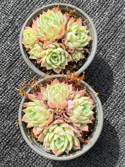 TH629     多肉植物     （30株）セット