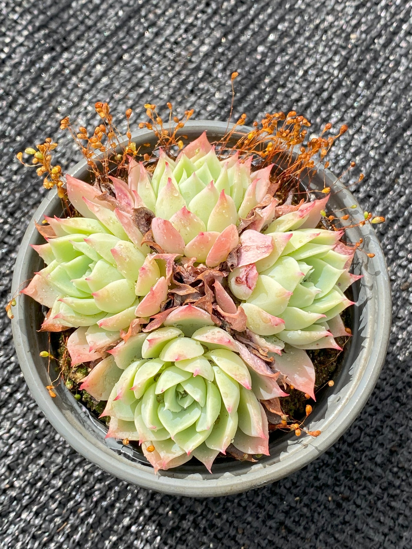 TH629     多肉植物     （30株）セット