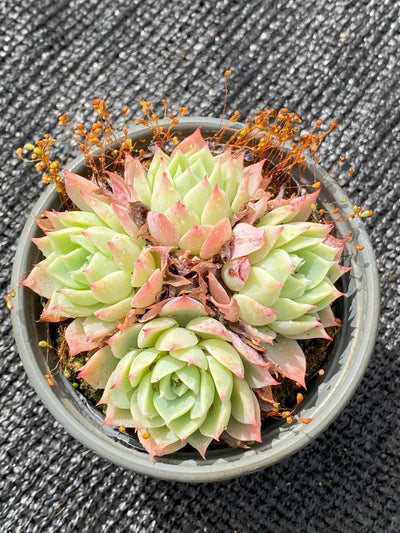 TH629     多肉植物     （30株）セット