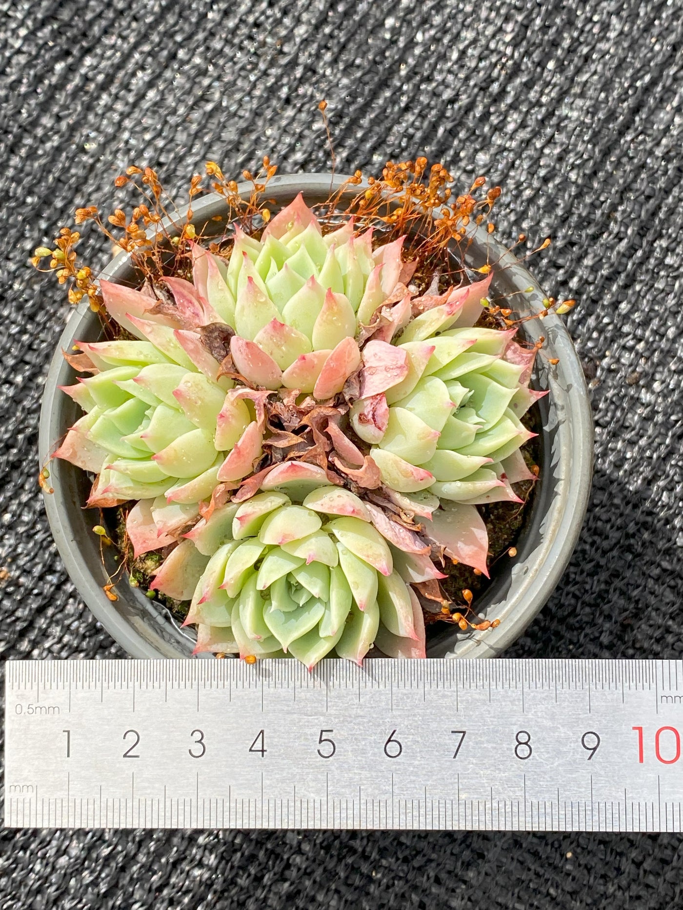 TH629     多肉植物     （30株）セット