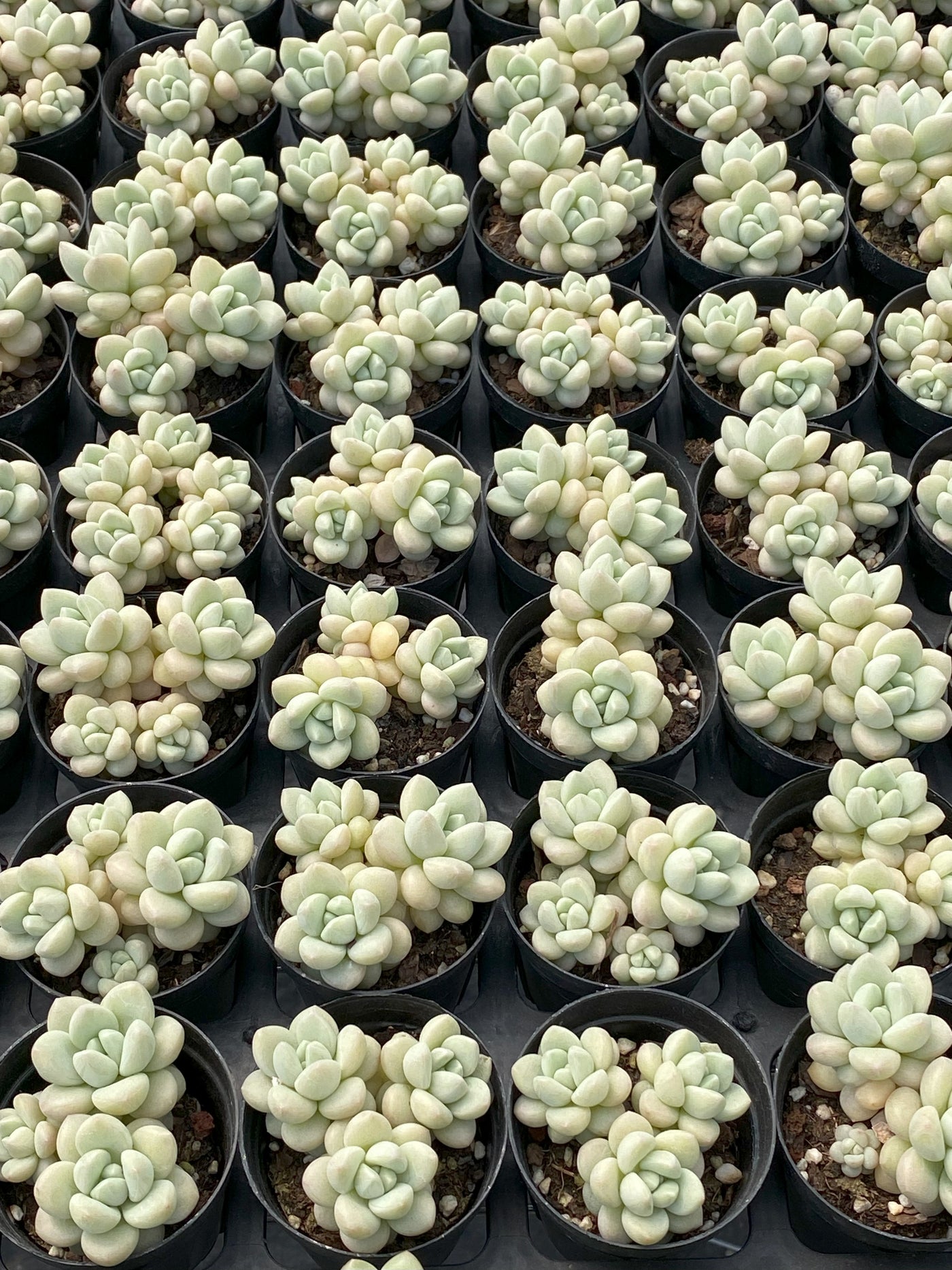 TH637     多肉植物     （30株）セット