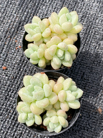 TH637     多肉植物     （30株）セット