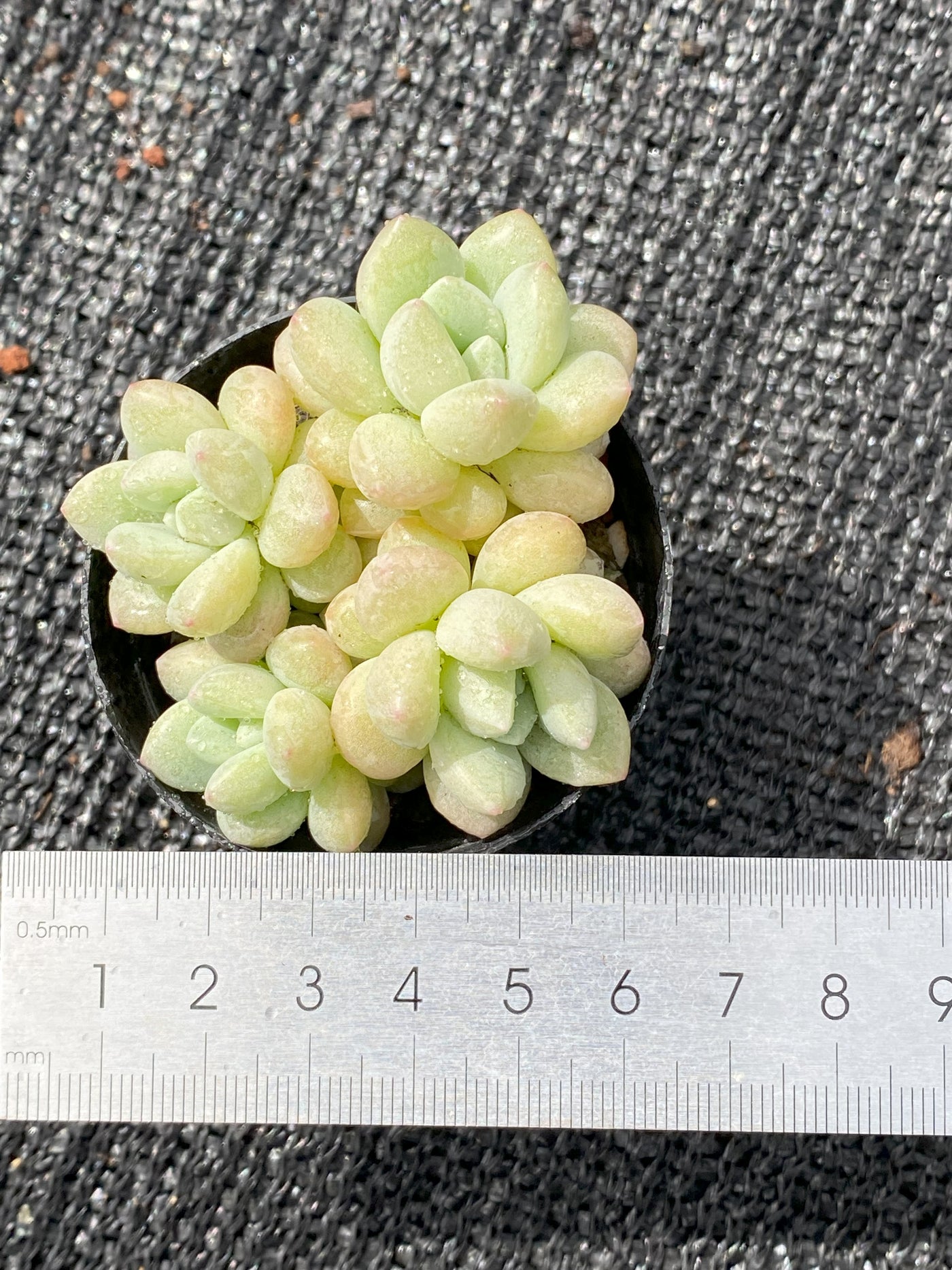 TH637     多肉植物     （30株）セット