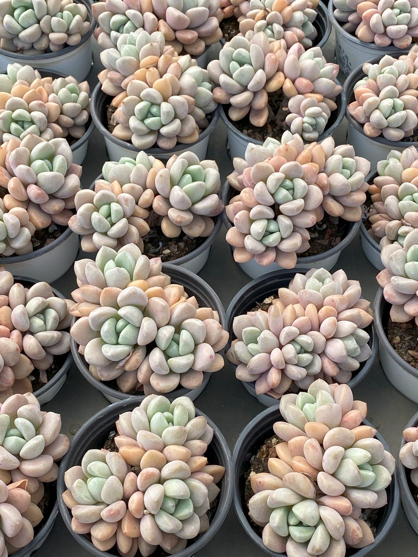 TH633     多肉植物     （30株）セット