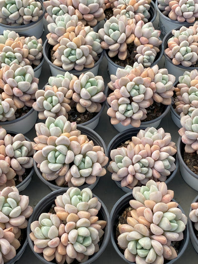 TH633     多肉植物     （30株）セット
