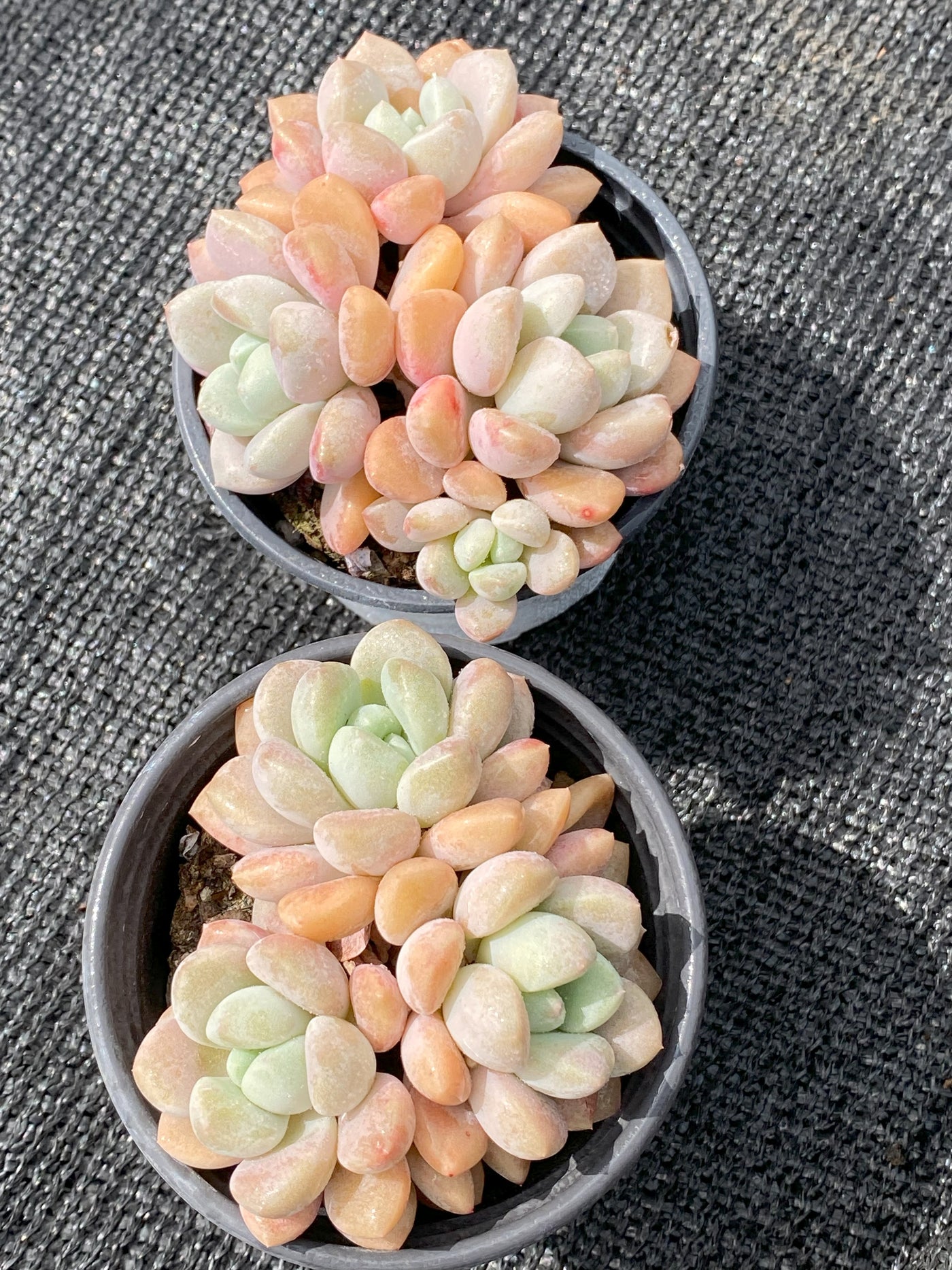 TH633     多肉植物     （30株）セット
