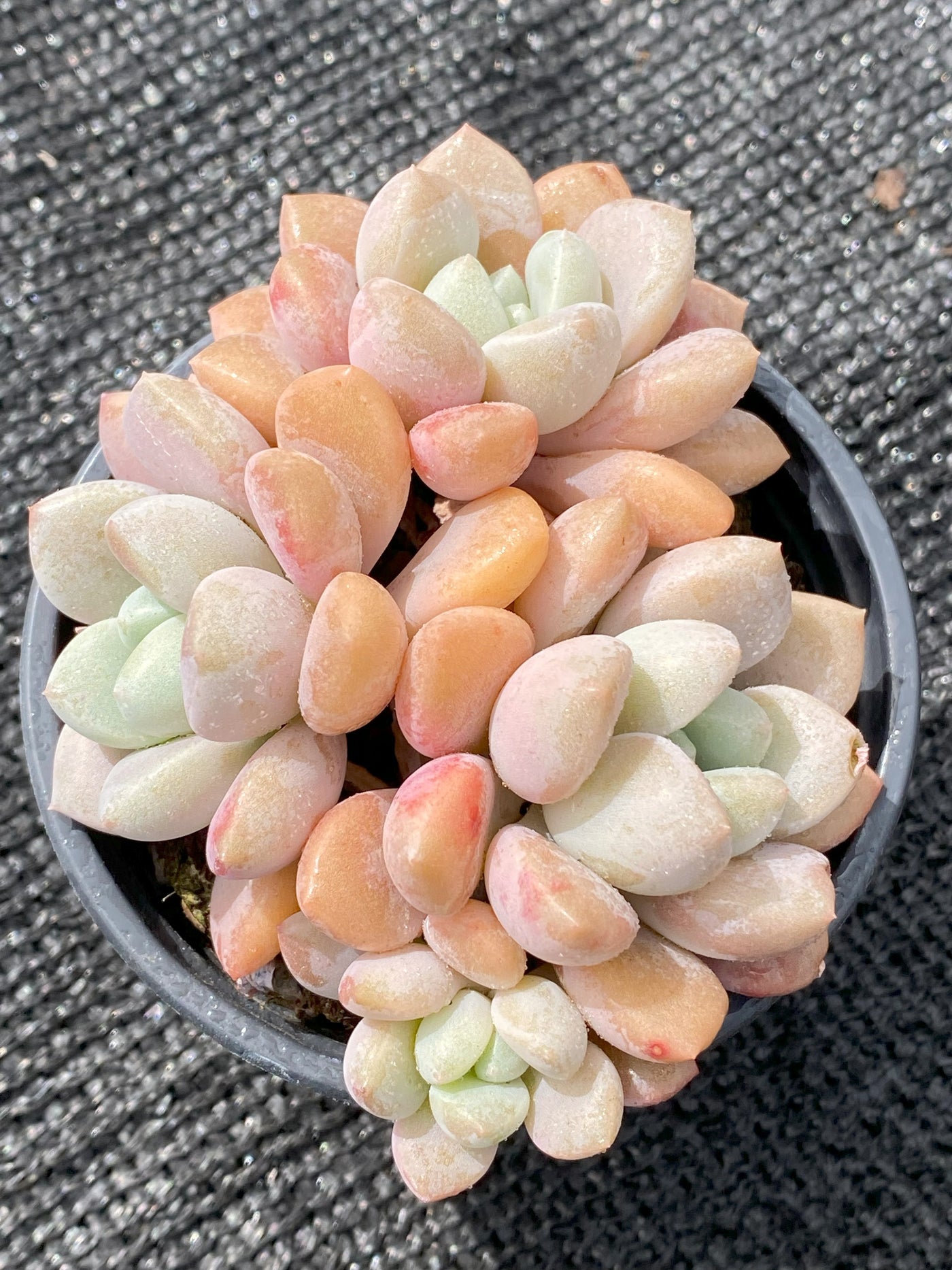 TH633     多肉植物     （30株）セット